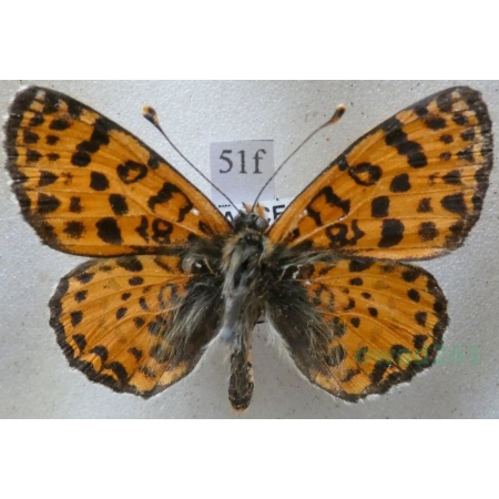 Melitaea didyma (Esper, 1778) female Przeplatka didyma France51f